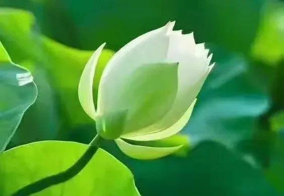 如何建造创造力生命的DNA?:原稿第40页原稿插图或图示